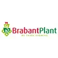 Brabant Plant