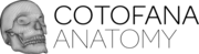 Cotofana Anatomy