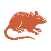 Rat Betty