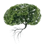 Roots and Branches Therapy logo