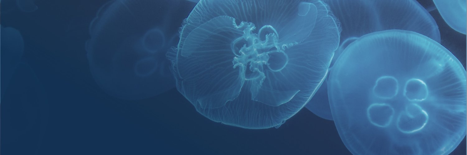 Jellyfish banner