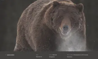 Preview of the National Geographic Case Study