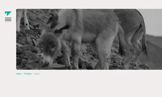 Preview of the Mule Extracts Case Study