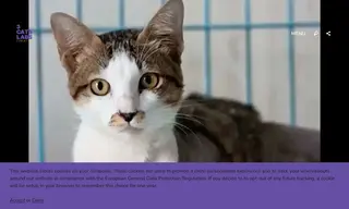 Preview of the PAWS Bangkok Case Study