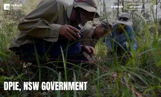 Preview of the DPIE, NSW Government Case Study